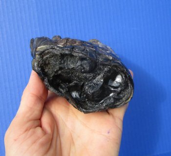 Large Real Florida Alligator Foot 8 by 3-1/2 inches