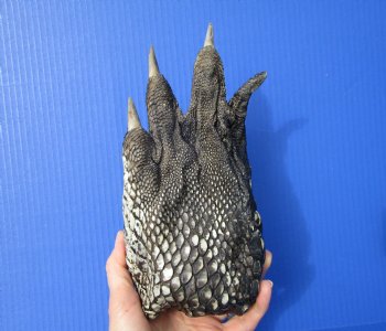 Large Real Florida Alligator Foot 9-1/4 by 4-1/4 inches   
