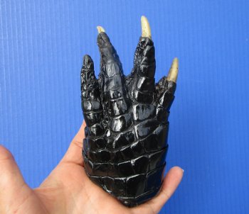 Preserved Florida Alligator Foot 6 by 3-1/2 inches