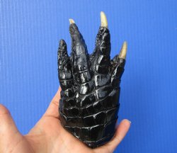 Preserved Florida Alligator Foot 6 by 3-1/2 inches
