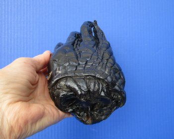 Large Florida Alligator Foot 8 by 3-3/4 inches