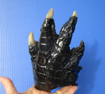 Preserved Florida Alligator Foot 7 by 5 inches