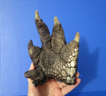 Preserved Florida Alligator Foot 7 by 5 inches