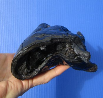 Preserved Florida Alligator Foot 7 by 5 inches