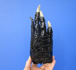 Large Florida Alligator Foot 8-1/2 by 3-1/4 inches