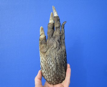 Large Florida Alligator Foot 8-1/2 by 3-1/4 inches