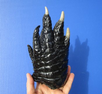 Preserved Florida Alligator Foot 7-1/4 by 4-1/4 inches