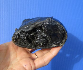 Preserved Florida Alligator Foot 7-1/4 by 4-1/4 inches