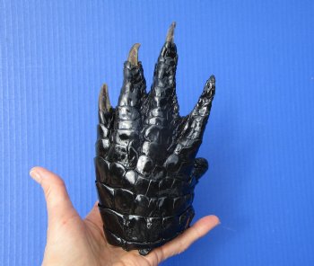 Preserved Florida Alligator Foot 7-1/4 by 4 inches