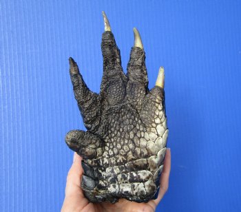 Preserved Florida Alligator Foot 7-1/4 by 4 inches