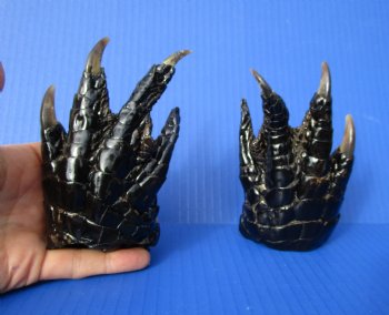 Two Florida Alligator Feet 5 inches long