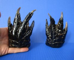 Two Florida Alligator Feet 5 inches long