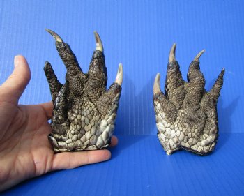 Two Florida Alligator Feet 5 inches long