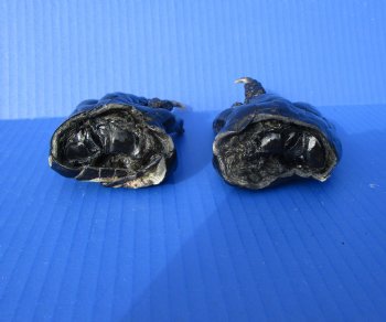 Two Florida Alligator Feet 5 inches long