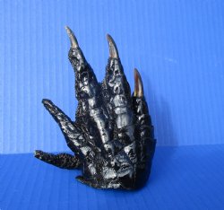 Preserved Florida Alligator Foot 5-3/8 by 4 inches