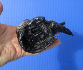 Preserved Florida Alligator Foot 5-3/8 by 4 inches