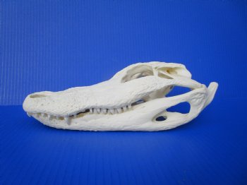 10-1/2 inches Florida Alligator Skull 