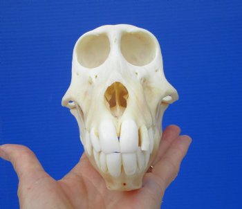 Female Chacma Baboon Skull 6-1/4 inches (CITES P000023748)