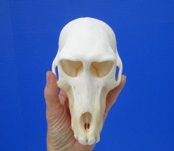 Female Chacma Baboon Skull 6-1/4 inches (CITES P000023748)