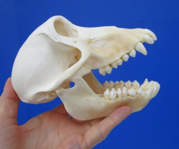 Female Chacma Baboon Skull 6-1/4 inches (CITES P000023748)