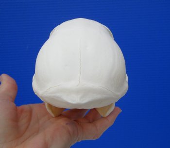 Female Chacma Baboon Skull 6-1/4 inches (CITES P000023748)