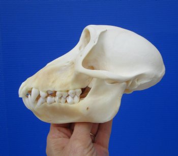 Female Chacma Baboon Skull 6-1/4 inches (CITES P000023748)