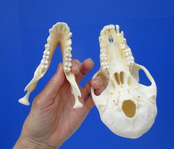 Female Chacma Baboon Skull 6-1/4 inches (CITES P000023748)