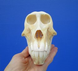 Female Chacma Baboon Skull 7-1/8 inches (CITES P000023748)
