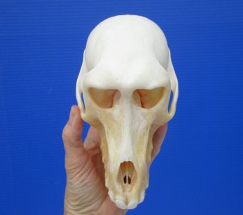 Female Chacma Baboon Skull 7-1/8 inches (CITES P000023748)