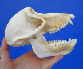 Female Chacma Baboon Skull 7-1/8 inches (CITES P000023748)