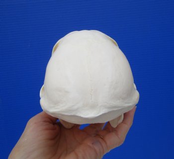 Female Chacma Baboon Skull 7-1/8 inches (CITES P000023748)