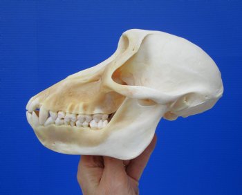 Female Chacma Baboon Skull 7-1/8 inches (CITES P000023748)