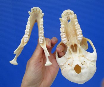 Female Chacma Baboon Skull 7-1/8 inches (CITES P000023748)