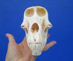 Female Chacma Baboon Skull 7-1/4 inches (CITES P000023748)