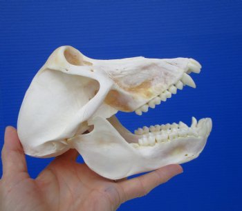 Female Chacma Baboon Skull 7-1/4 inches (CITES P000023748)