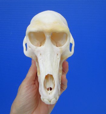 Female Chacma Baboon Skull 7-1/4 inches (CITES P000023748)