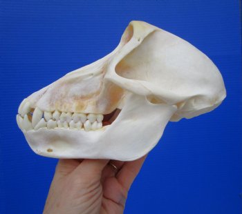 Female Chacma Baboon Skull 7-1/4 inches (CITES P000023748)