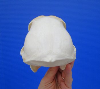 Female Chacma Baboon Skull 7-1/4 inches (CITES P000023748)