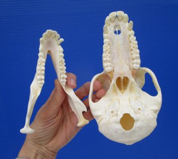 Female Chacma Baboon Skull 7-1/4 inches (CITES P000023748)