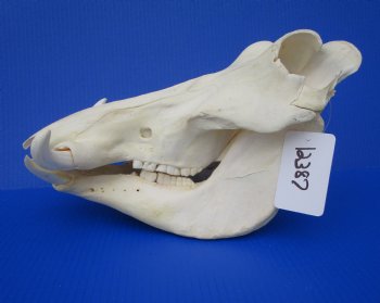 13-1/2 inches African Warthog Skull with 5-1/4 and 5-1/2 inches Tusks 
