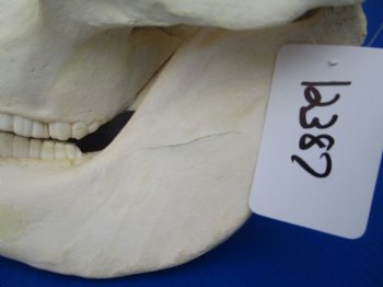 13-1/2 inches African Warthog Skull with 5-1/4 and 5-1/2 inches Tusks 