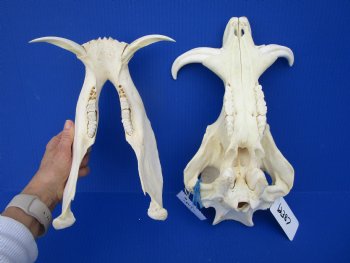 13-1/2 inches African Warthog Skull with 5-1/4 and 5-1/2 inches Tusks 