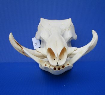 12-1/4 inches African Warthog Skull with 5 and 5-1/2 inches Tusks 