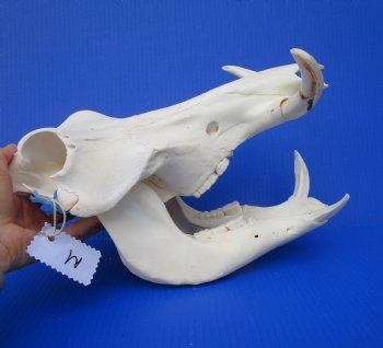 12-1/4 inches African Warthog Skull with 5 and 5-1/2 inches Tusks 