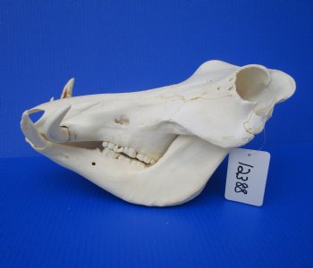 12-1/4 inches African Warthog Skull with 5 and 5-1/2 inches Tusks 