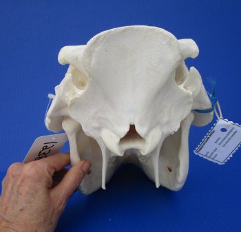 12-1/4 inches African Warthog Skull with 5 and 5-1/2 inches Tusks 