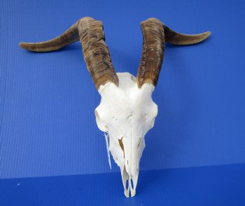 South African Angora Goat Skull with 21 inches Horns