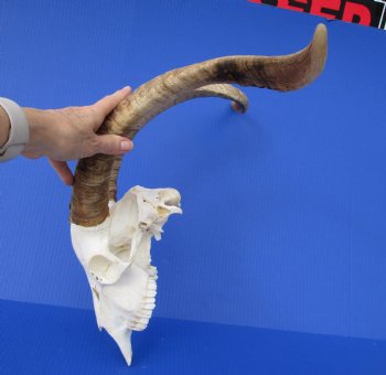 South African Angora Goat Skull with 21 inches Horns