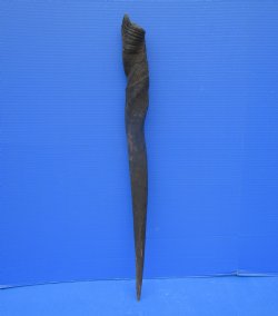 26 inches Female Cow Eland Horn (24-1/4" Straight)