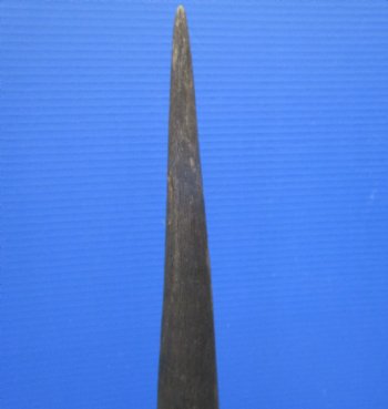 26 inches Female Cow Eland Horn (24-1/4" Straight)